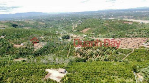 OWNER NEEDS TO SELL BEAUTIFUL LOT OF LAND - INVESTMENT PRICE In Di Linh - Lam Dong _0