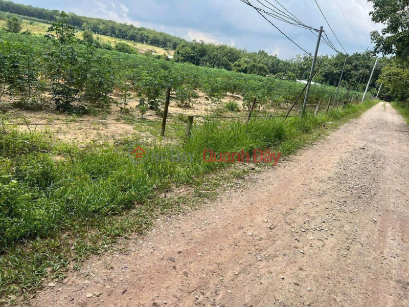 Property Search Vietnam | OneDay | Residential, Sales Listings Land for Sale in Tan Hoa Hamlet, Long Hoa Commune, Dau Tieng District, Binh Duong Province