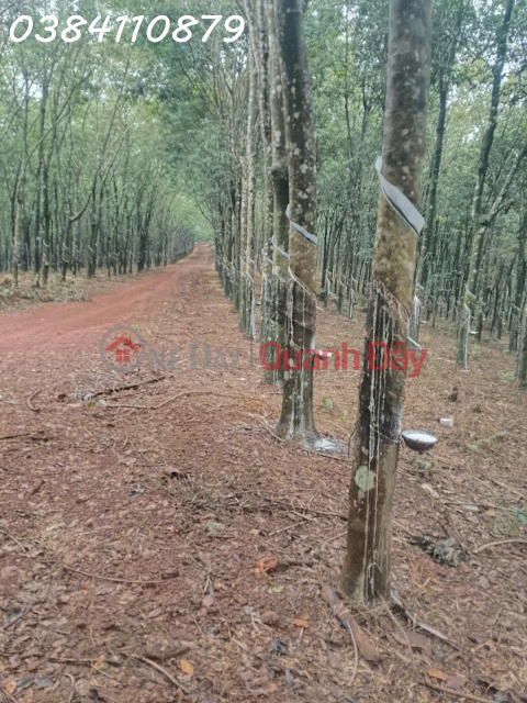 320 hectares of land with strong revenue potential seeking investors.<br \/> The actual area is 320 hectares.<br \/> There are 100 _0