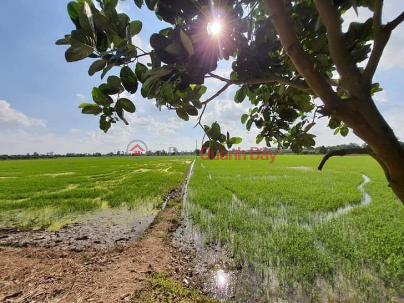 Property Search Vietnam | OneDay | , Sales Listings Selling 721m2 (9x84, rice land) 3m stone road, My Tho commune, Cao Lanh district, Tel.