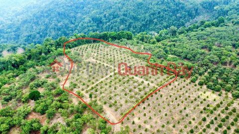 BEAUTIFUL LAND - OWNER SELLS LAND At Buon B.salousieum, Tien Hoang Commune, Cat Tien, Lam Dong _0