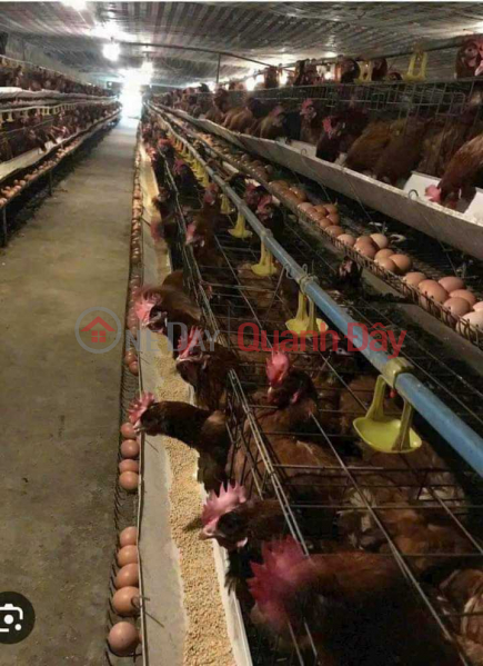 CHICKEN FARM 17HA, LONG THANH, DONG NAI, FOR RENT 1 BILLION\\/MONTH. SELL 130 BILLION Sales Listings