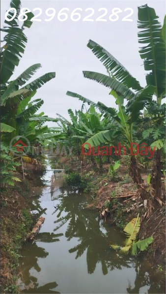 Property Search Vietnam | OneDay | Residential, Sales Listings, Land for sale: 16 acres of durian plantation with Red Book title deed in Tan Duong, District Road 1, Dong Thap.