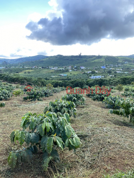 Property Search Vietnam | OneDay | Residential | Sales Listings | BEAUTIFUL LAND - GOOD PRICE - For Quick Sale Land Lot Prime Location On Street 725, Loc Bao Commune, Bao Lam
