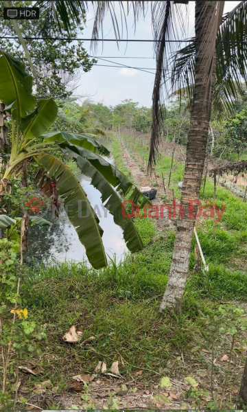 OWNER Needs to Sell Garden Land Quickly in Phu Tan Commune, Chau Thanh, Hau Giang | Vietnam Sales đ 960 Million