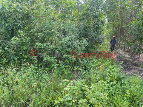 PROFITABLE INVESTMENT - Owner Needs to Sell Land Plot in Suoi Cao Commune, Xuan Loc District, Dong Nai Province _0