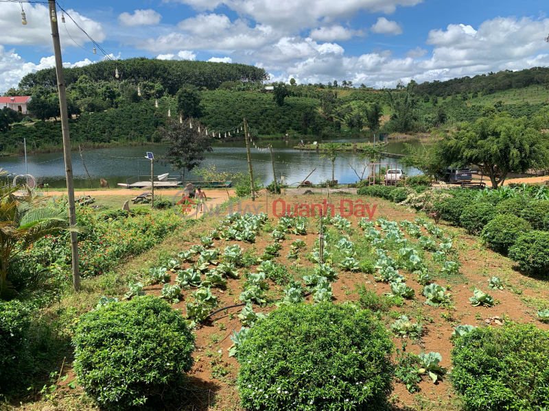 Owner sells fruit garden in Gia Nghia city for only 220 million Sales Listings