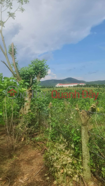 Property Search Vietnam | OneDay | Residential, Sales Listings, BEAUTIFUL LAND - GOOD PRICE - Own the Land Lot Prime Location In Da Don Commune, Lam Ha District, Lam Dong