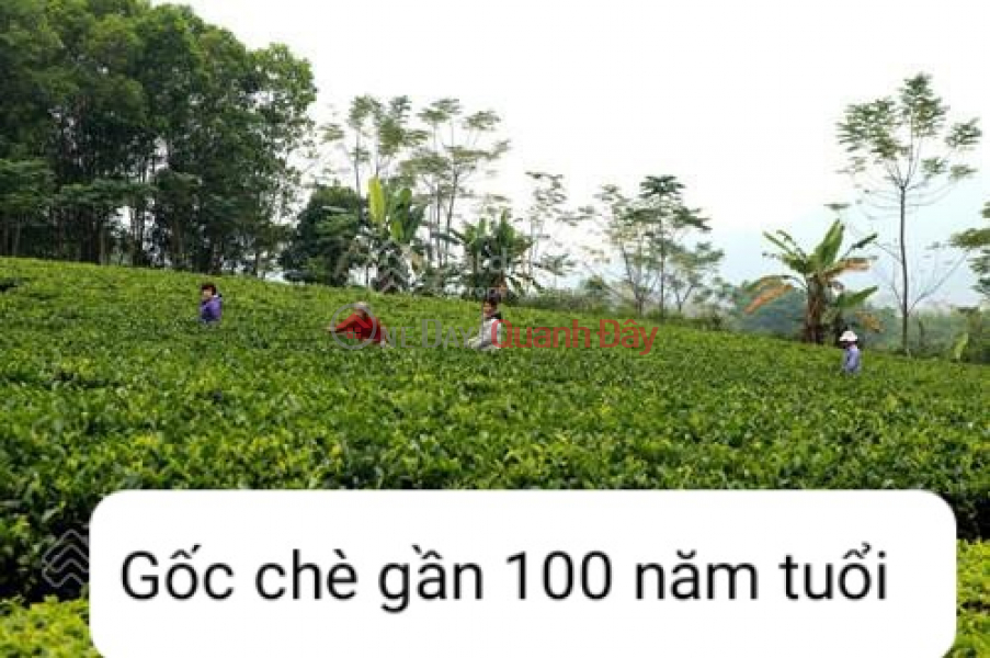  | Làm ơn chọn | Nhà ở | Niêm yết bán, ₫ 25 tỷ