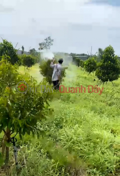 Property Search Vietnam | OneDay | Residential Sales Listings Dat Mau - Fruit Garden, Phu Tan Commune, Dinh Quan District, Dong Nai