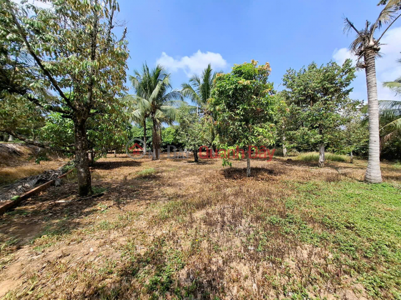 Urgent sale of garden land in Tuong area, Phu Quoc, suitable for homestay, farmstay or eco-resort. Vietnam | Sales | đ 18 Billion