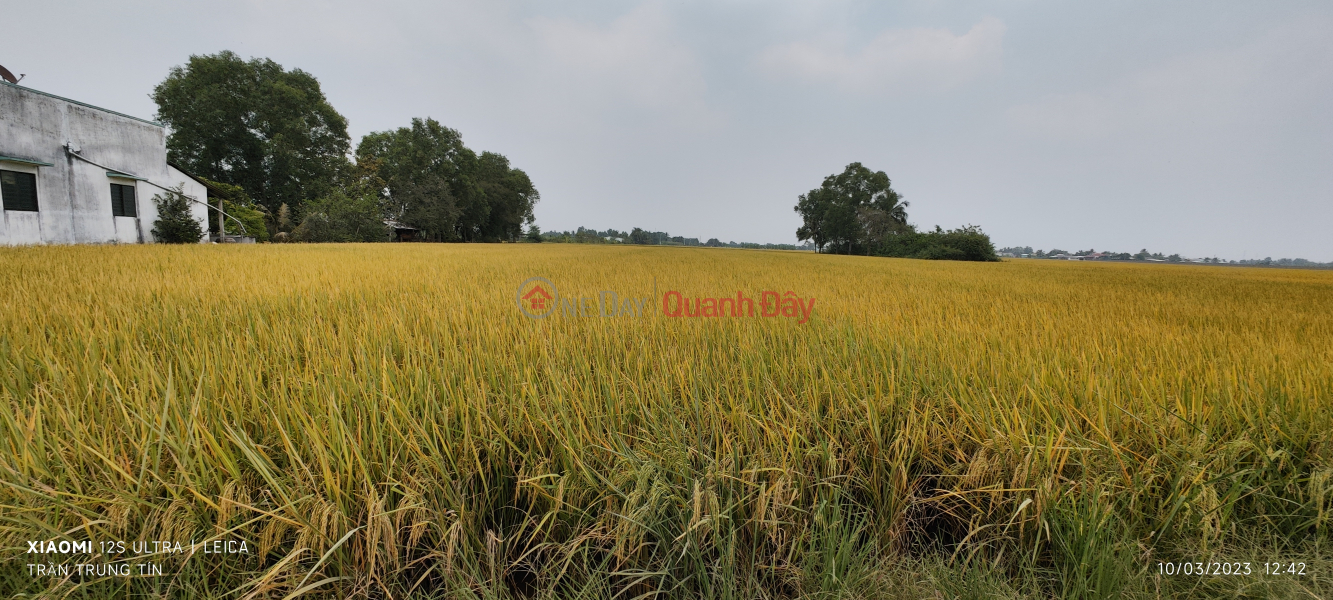 ₫ 4.1 Billion Selling rice land lot with green stone road frontage for 700 million