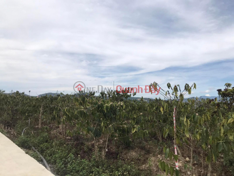 đ 14.8 Billion | Land for sale 1.3 ha Ninh Gia, Duc Trong, Lam Dong, price 14.8 billion, 6m concrete road