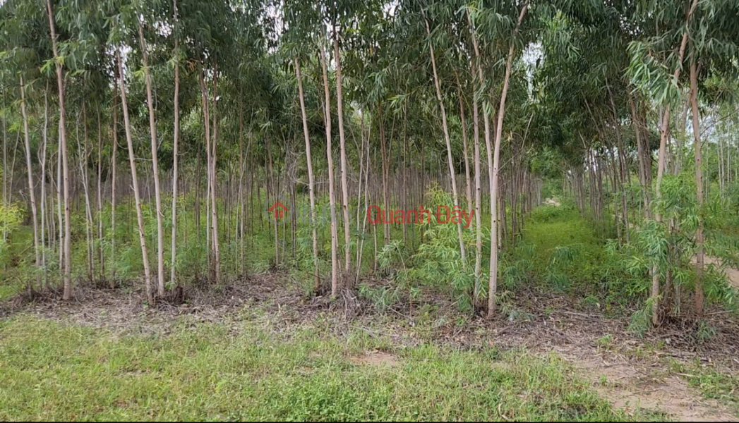 Owner Sells 2,263m2 Eucalyptus Land on Road No. 24, Tan Xuan Commune, Ham Tan District, Vietnam Sales, đ 1.6 Billion