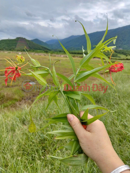 Beautiful Land - Good Price - Owner Needs to Sell a Plot of Land in a Beautiful Location in Ninh Hung Commune - Ninh Hoa, Khanh Hoa Sales Listings