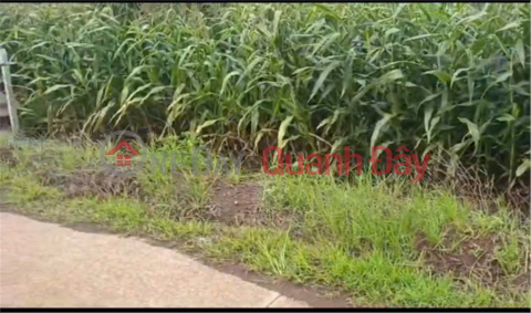 PRIME LAND – GREAT PRICE - Land for Sale by Owner in Lang Minh Commune, Xuan Loc District, Dong Nai Province _0