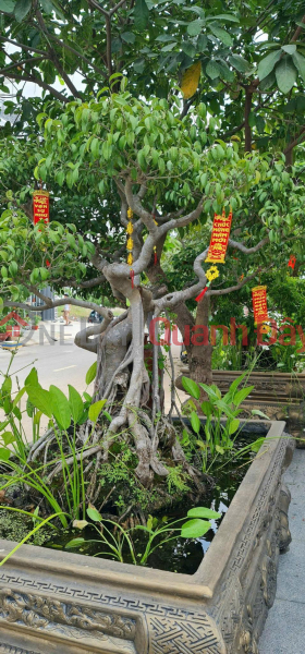 Corner property with 2 street frontages (16m wide),Dao Su Tich street, 8m frontage, high-end wooden interior, 12.5 billion VND., Vietnam Sales | đ 12.5 Billion