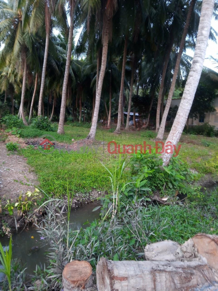 OWNER - FOR SALE LOT OF LAND BEAUTIFUL LOCATION In Binh Tho Dong Hamlet, Binh Phan Commune, Cho Gao, Tien Giang Sales Listings