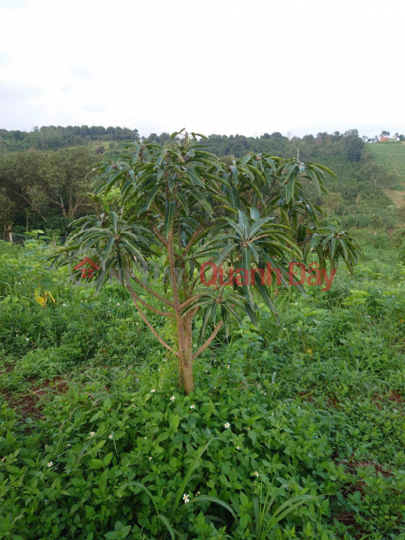 Property Search Vietnam | OneDay | Residential, Sales Listings | Owner needs to sell a 10,000 m2 plot of land in Gia Nghia, Dak Nong - Suitable for planting coffee trees and other crops.