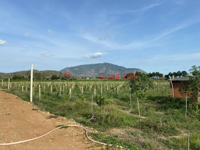 CẦN BÁN GẤP Lô Đất Tiềm Năng- Giá Tốt tại huyện Hàm Thuận Nam, tỉnh Bình Thuận Niêm yết bán