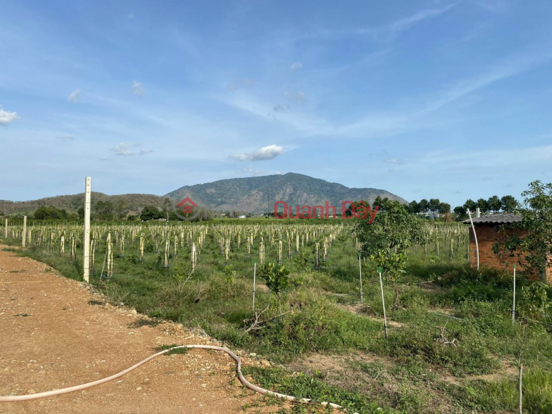 IMMEDIATELY SELL Potential Land Lot - Good Price in Ham Thuan Nam district, Binh Thuan province Sales Listings