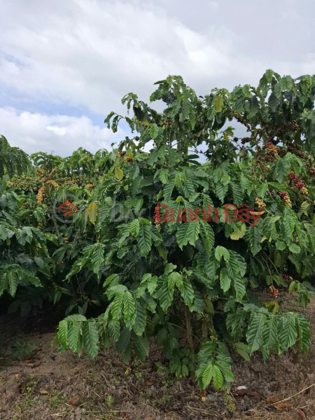  Làm ơn chọn | Nhà ở, Niêm yết bán | đ 1 tỷ