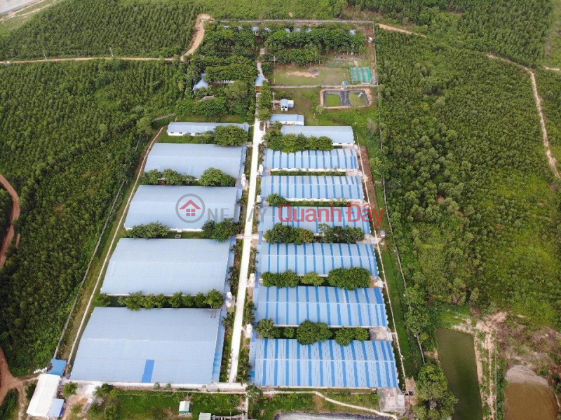 PRIMARY LAND - GOOD PRICE - Pig Farm For Sale In Xuan Bac Commune, Xuan Loc - Dong Nai Sales Listings