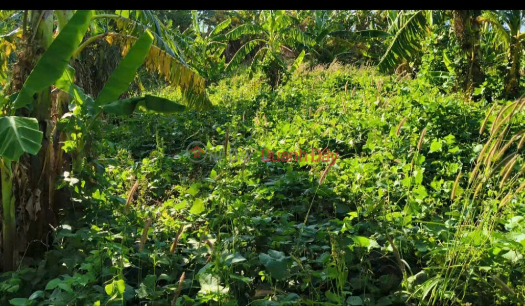 ĐẤT ĐẸP – GIÁ ĐẦU TƯ - CẦN BÁN LÔ ĐẤT TẠI Xã lơ pang, huyện Mang Yang, tỉnh Gia Lai, Việt Nam, Bán | đ 200 triệu