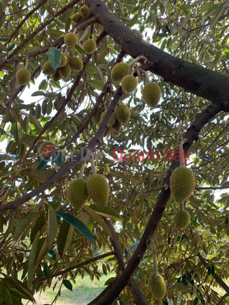 OWNER Needs to Sell Durian Garden in Quoc Oai Commune, Da teh, Lam Dong | Vietnam, Sales đ 7.5 Billion