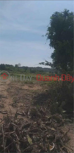 Property Search Vietnam | OneDay | Residential Sales Listings | BEAUTIFUL LAND - GOOD PRICE - FOR SALE LOT OF LAND Beautiful Location In Phuoc Thai Commune, Ninh Phuoc District, Ninh Thuan