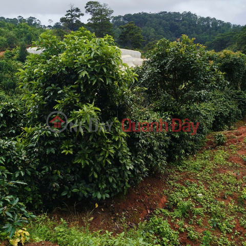 BEAUTIFUL LAND - GARDEN LOT FOR SALE IN Tuy Son village, Xuan Tho commune, Da Lat city, Lam Dong _0