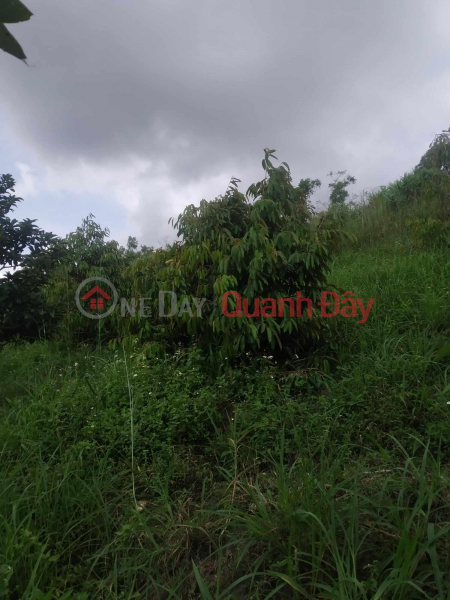 Property Search Vietnam | OneDay | Residential | Sales Listings, BEAUTIFUL LAND - GOOD PRICE - LAND LOT FOR SALE Prime Location In Ehleo District - Dak Lak