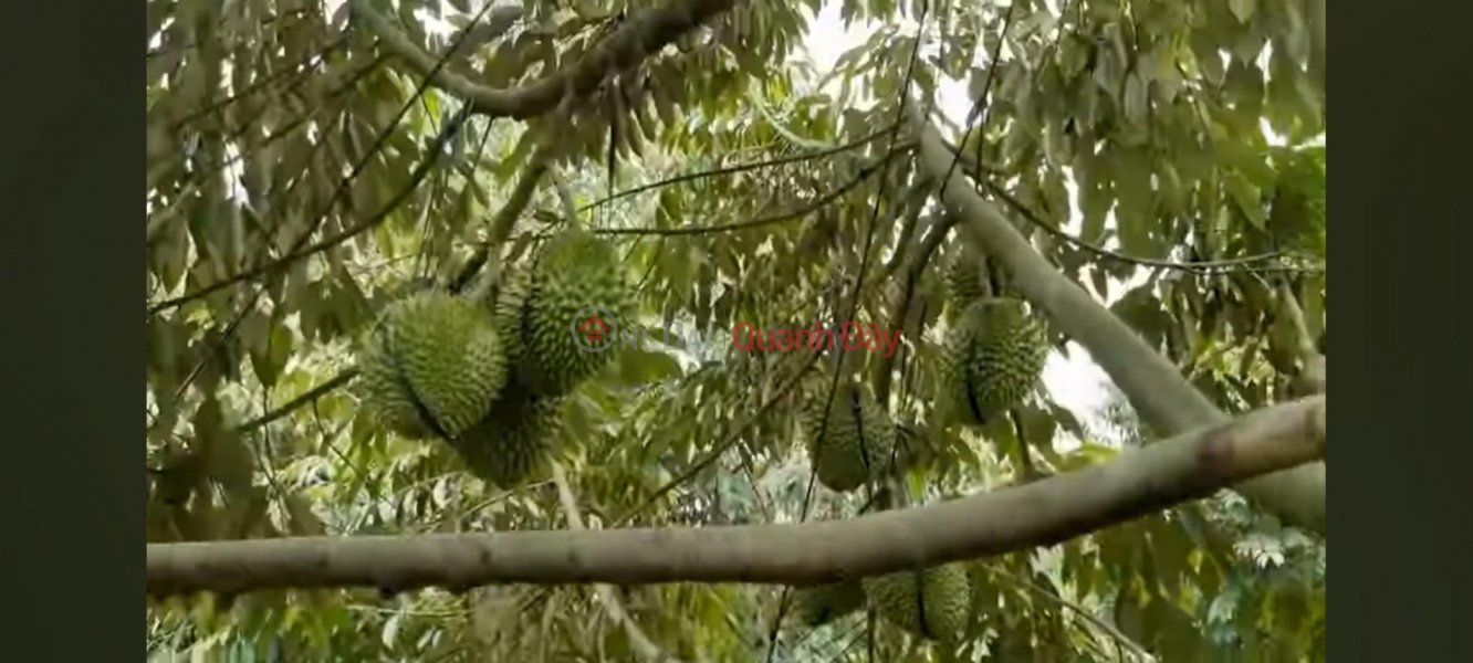 OWNER Needs to Urgently Sell Durian Garden Land in Phu Duc Commune, Chau Thanh, Ben Tre, Vietnam, Sales | đ 1.61 Billion