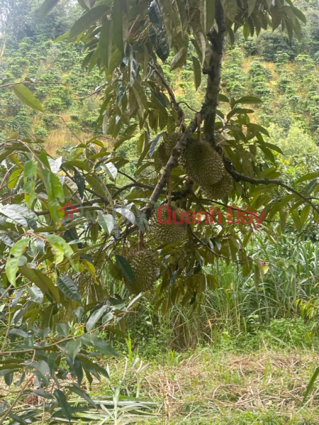 đ 220 Million | STRIPPED FOR MONEY, SELLING DURIAN GARDEN IN GIA NGHIA CITY AT A LOSS FOR ONLY 220 MILLION