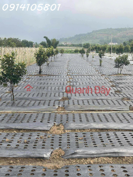 đ 9 tỷ Bán đất thổ vườn có cây ăn trái - đất chính chủ tại Xã D\'ran, Lâm Đồng, DT 2.156m2