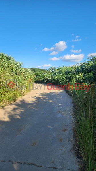 BEAUTIFUL LAND - GOOD PRICE - Fast Selling Land Lot with Good Location in Phi To Commune, Lam Ha District, Lam Dong Province, Vietnam Sales | đ 1.6 Billion