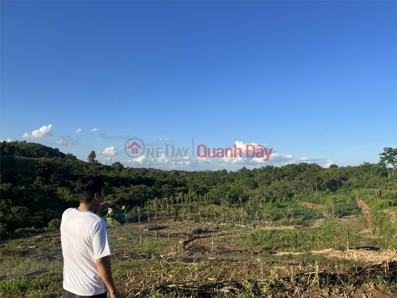 Property Search Vietnam | OneDay | Nhà ở | Niêm yết bán, CHÍNH CHỦ CẦN BÁN NHANH Hơn 2 Ha View Đồi Suối Lớn Tại Cưjut-Đaknong.