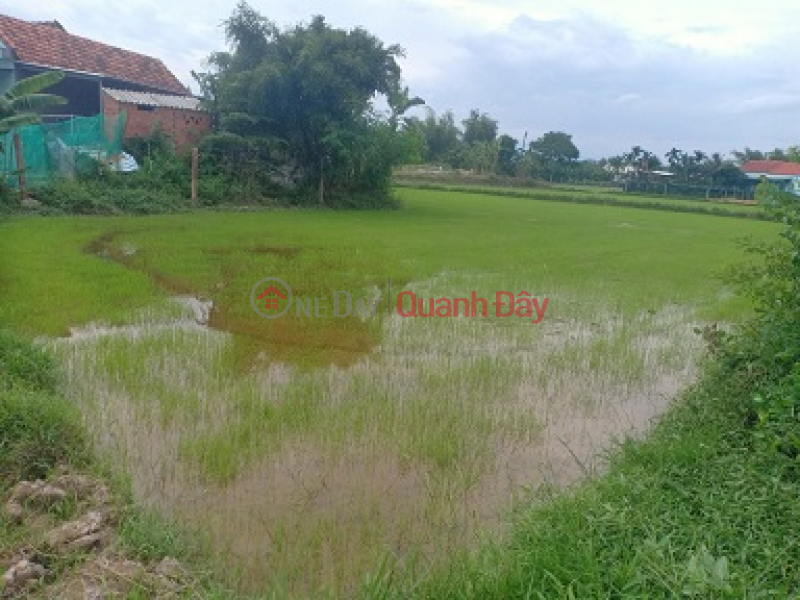 The owner needs to sell 3 sao of field land right on the asphalt road in Ninh Giang ward, Ninh Hoa town, Khanh Hoa, Vietnam Sales, đ 460 Million