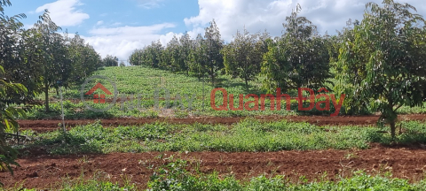 BEAUTIFUL LAND - GOOD PRICE - Land Lot For Sale Prime Location In Lien Ha Commune, Lam Ha District, Lam Dong _0