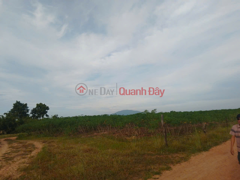 Property Search Vietnam | OneDay | Nhà ở | Niêm yết bán, BẤT ĐỘNG SẢN NÔNG NGHIỆP – TRỒNG ĐÀN HƯƠNG (LỢI NHUẬN 90-100%)