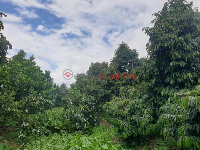 BEAUTIFUL LAND - GOOD PRICE - For Sale Durian Garden Land For Sale In Cai Lay District, Tien Giang Vietnam | Sales | đ 900 Million