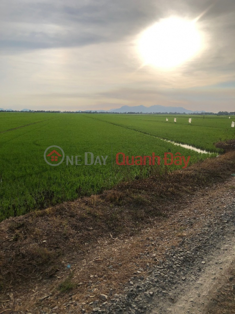 THE OWNER IS SELLING 35 FIELD LAND URGENTLY IN Chau Thanh, An Giang _0