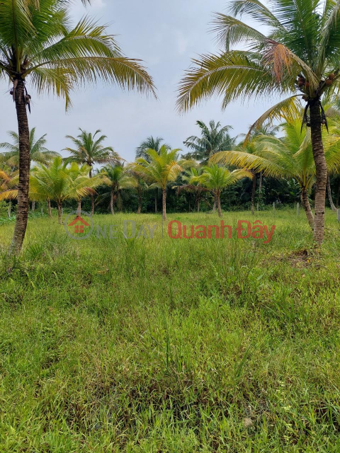 Owner Needs to Sell Coconut Garden Land - Good Price in Dau Hamlet - Dong Hoa - Chau Thanh - Tien Giang _0