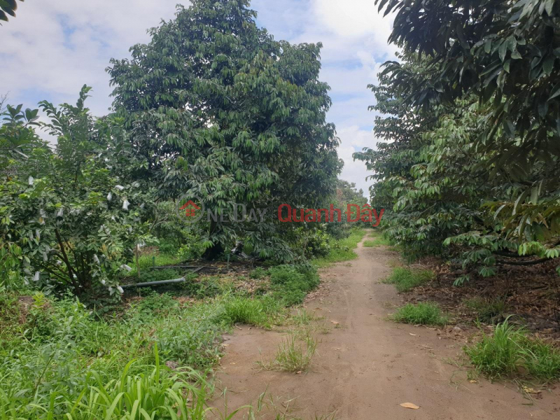 BEAUTIFUL LAND - GOOD PRICE - For Sale Durian Garden Land For Sale In Cai Lay District, Tien Giang Sales Listings