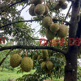 Durian Garden Income 300 Million\/Year, Red Book of Residential Land, Phong Dien _0