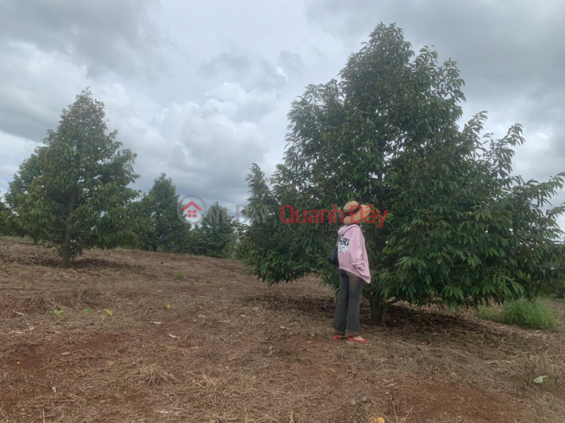 BEAUTIFUL LAND - GOOD PRICE For Quick Sale Land Lot Nice Location In Duc Manh Commune, Dakmil, Dak Nong, Vietnam Sales đ 5.1 Billion