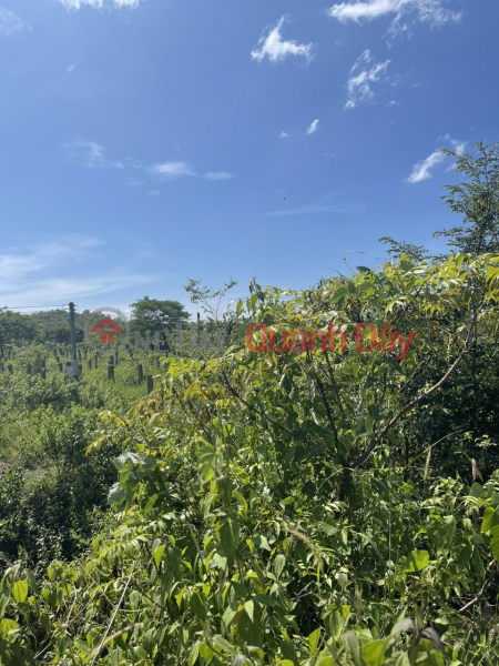 BEAUTIFUL LAND - GOOD PRICE For Quick Sale Land Front Lot In Binh An Commune Bac Binh, Binh Thuan | Vietnam, Sales | ₫ 9.9 Billion