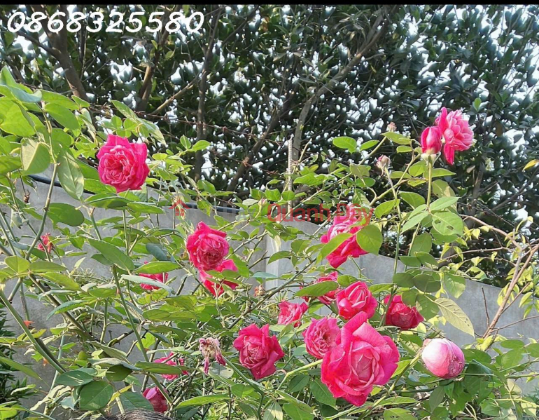 , Làm ơn chọn | Nhà ở, Niêm yết bán, đ 19,3 tỷ