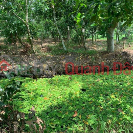 OWNER Needs to Sell Garden Land Quickly in Phu Tan Commune, Chau Thanh, Hau Giang _0