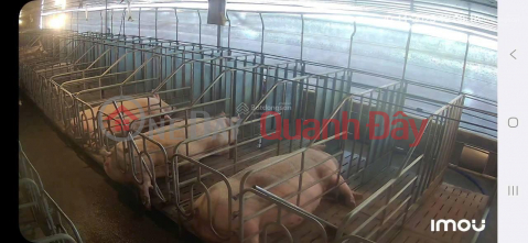 PRIME LAND - GOOD PRICE - URGENT SALE! Land for sale in Phuc Tho Commune, Lam Ha District, Lam Dong Province. _0